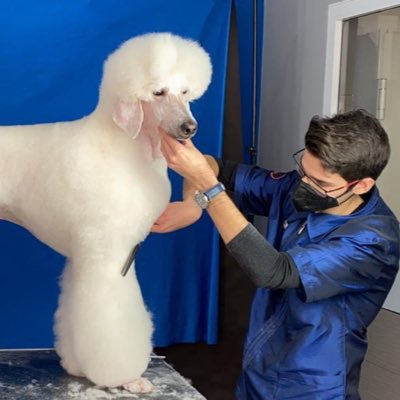 #Grooming #poodle #canichegigante #competicion #Competition #groomer #VALENTINO #white #dog #puppy #mylife #peluqueriacanina