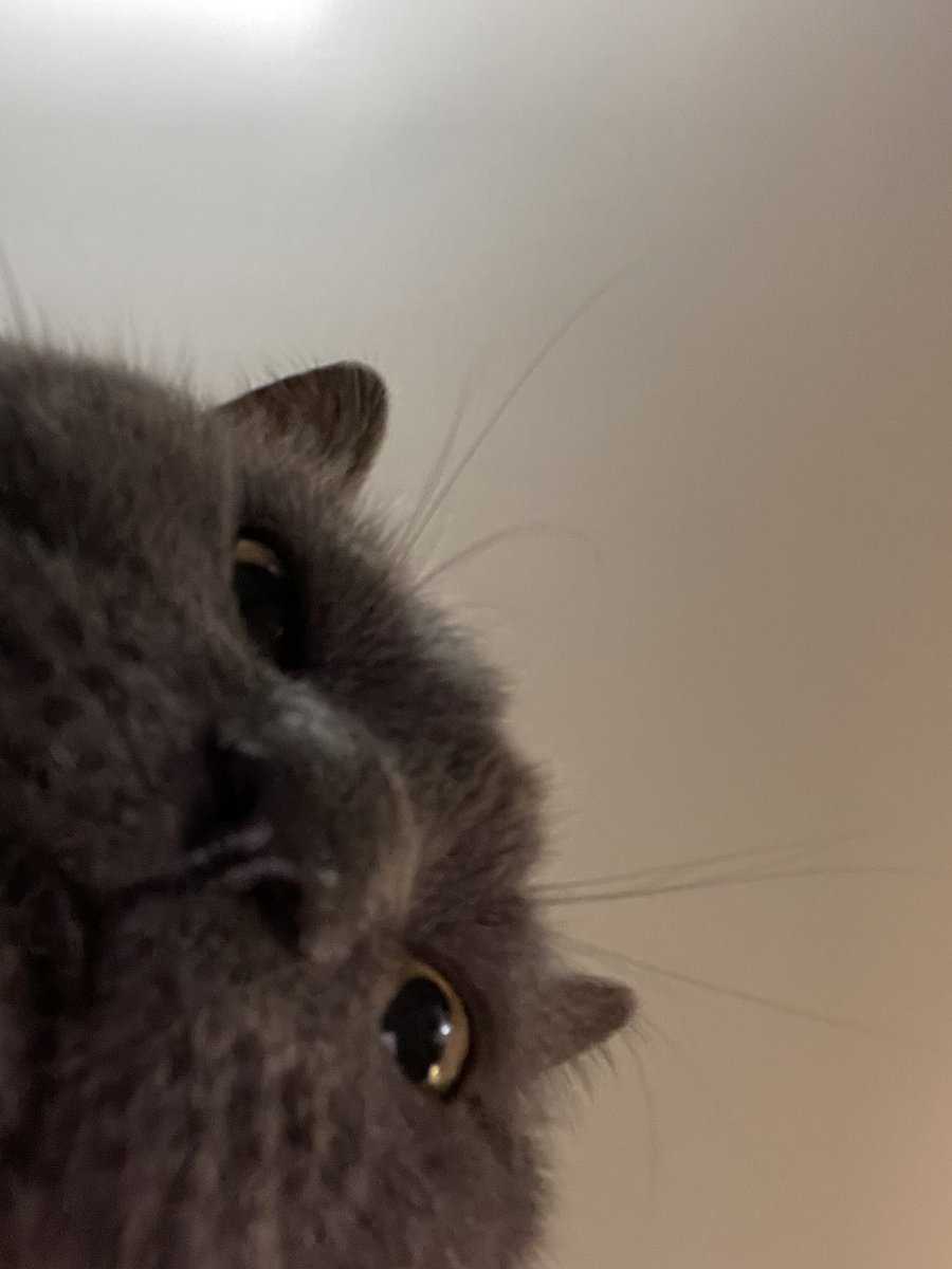 phoenixblur's tweet photo. Close up pictures of Greyee’s face make me happy in ways I didn’t know possible
#closeup #angrykitty #grumpygoose https://t.co/ogZ6NuD8rI