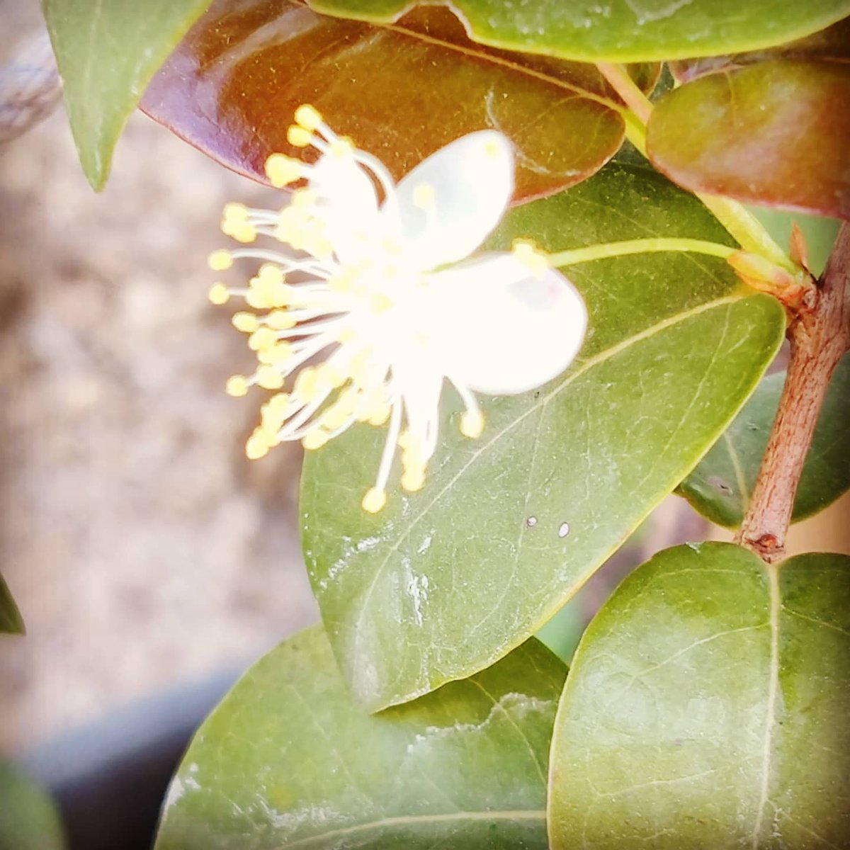 anitanairauthor's tweet photo. This beauty is the Surinam Cherry....handsome plant, ethereal flowers and almost fake looking perfect fruit that tastes like a sweet star gooseberry. What's not to love about it?
#rooftopgarden #treeinapot #surinam #cherry #gardening #gardenlife https://t.co/Bbc5NlEHGn