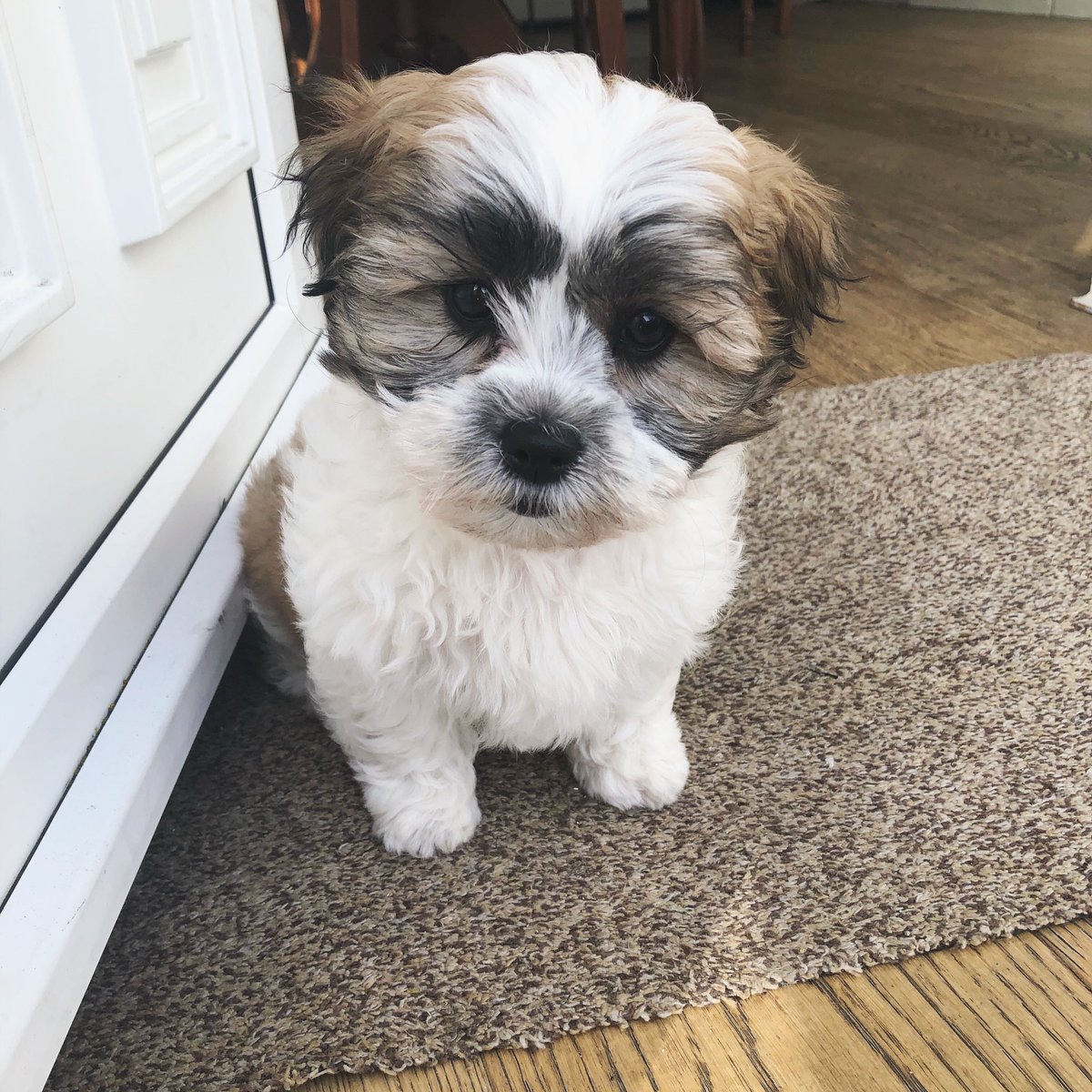 MarthaMcCarthy's tweet photo. I know lockdown sucks and all but this little one came into my life and I have loved spending every minute I can with her I’m so obsessed with my new furry friend 🥰🐾 https://t.co/8S3mr7jbmx