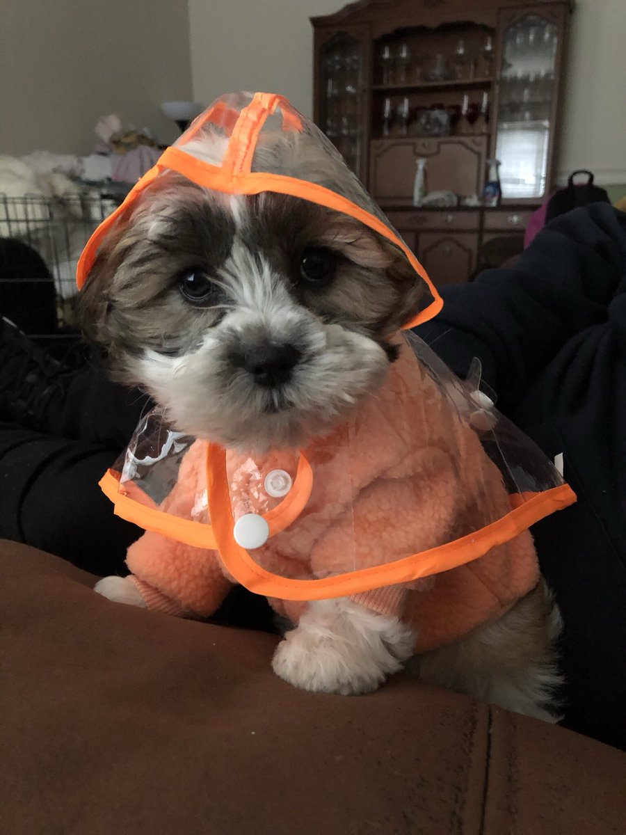 MarthaMcCarthy's tweet photo. I know lockdown sucks and all but this little one came into my life and I have loved spending every minute I can with her I’m so obsessed with my new furry friend 🥰🐾 https://t.co/8S3mr7jbmx