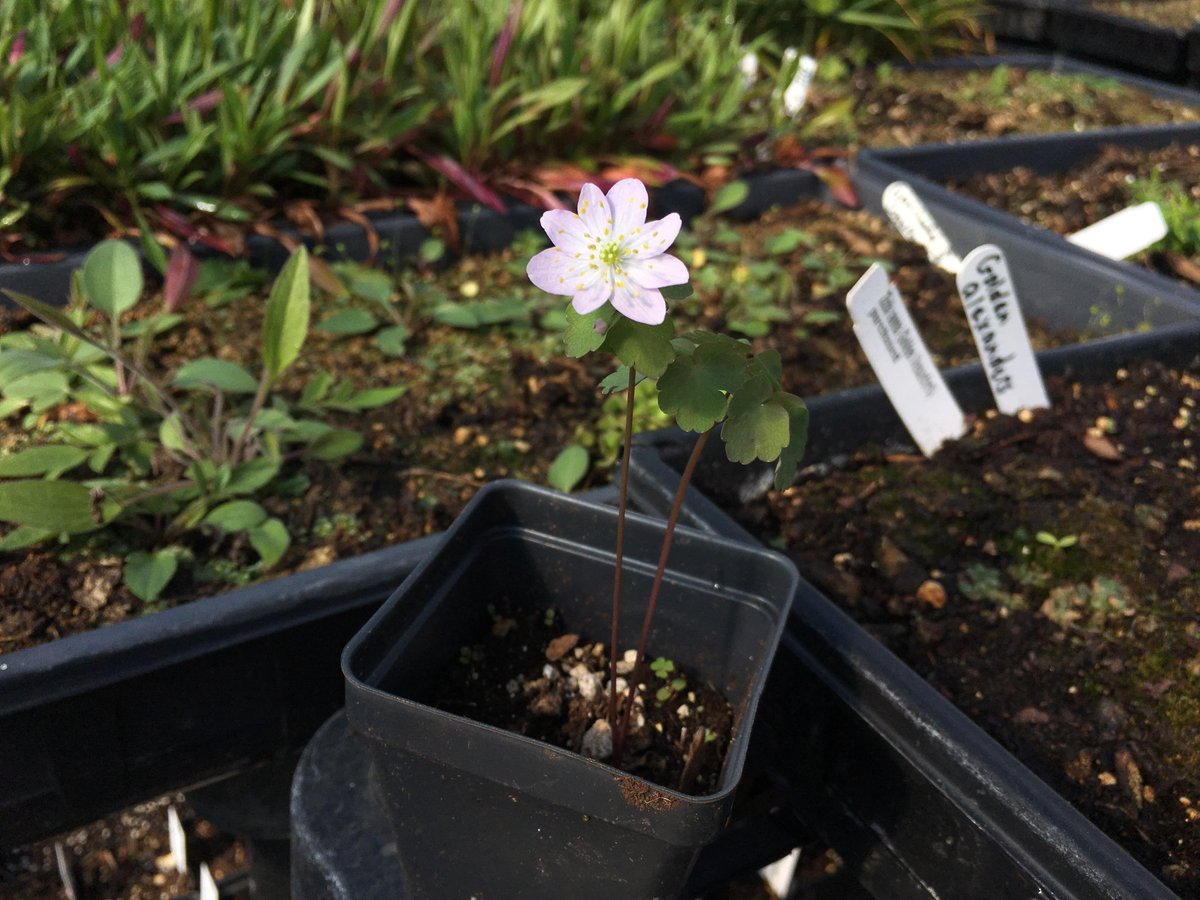 NativeInHarmony's tweet image. Small but striking, rue anemone is a spring ephemeral that can be found in Ohio’s woodlands. Plant it in a shade garden for pinkish-white blooms in early spring.