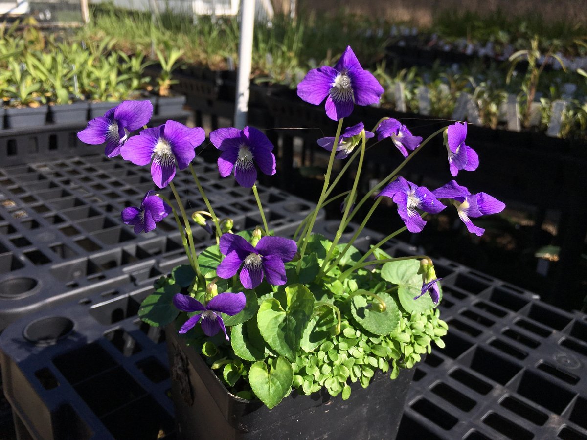NativeInHarmony's tweet image. Occasional enemy of lawn perfectionists, common blue violet is an underrated garden plant. This beauty is deer resistant, tolerant of sun and shade, and host to fritillary butterflies. Its leaves persist through fall, making it a great native ground cover 🌱