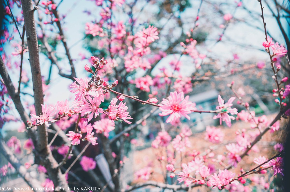 KKT_play's tweet photo. äŒã¿ã¯ããã®æ¥äŒã¿ðž
Dentakuâs Spring break
Model: @den_ta9
Camera: Sony α II
Lens: SIGMA 35mm
#GameGraph https://t.co/y7HMKaFzqj