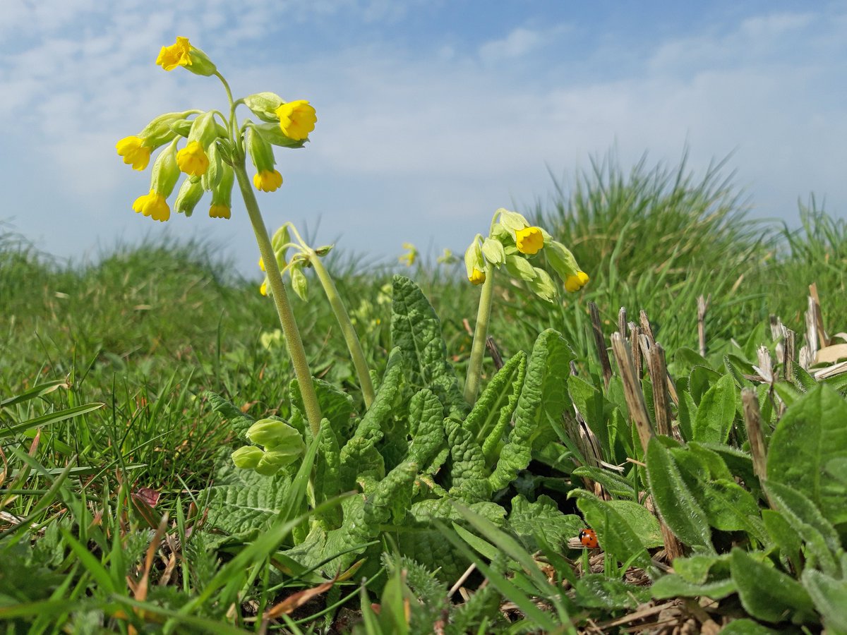 HenryStanier's tweet photo. It's been so beautiful up @GreatFen this week. Chiffchaffs are everywhere in the woods, skylarks are singing over the meadows. The fresh growth of the reeds is showing in the wetlands, and the cowslips are in flower on the #NorthernLoopTrail. https://t.co/IiMBhQULKp