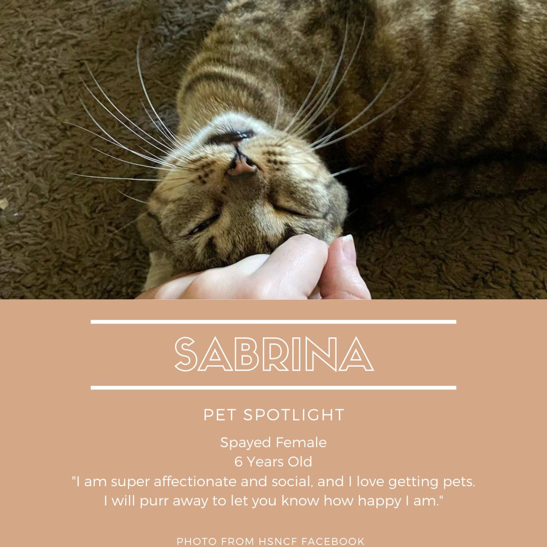 UniversityFur's tweet photo. This week's pet spotlight is Sabrina! She's cute AND cuddly #kittenseason https://t.co/HBuJBeQoQm
