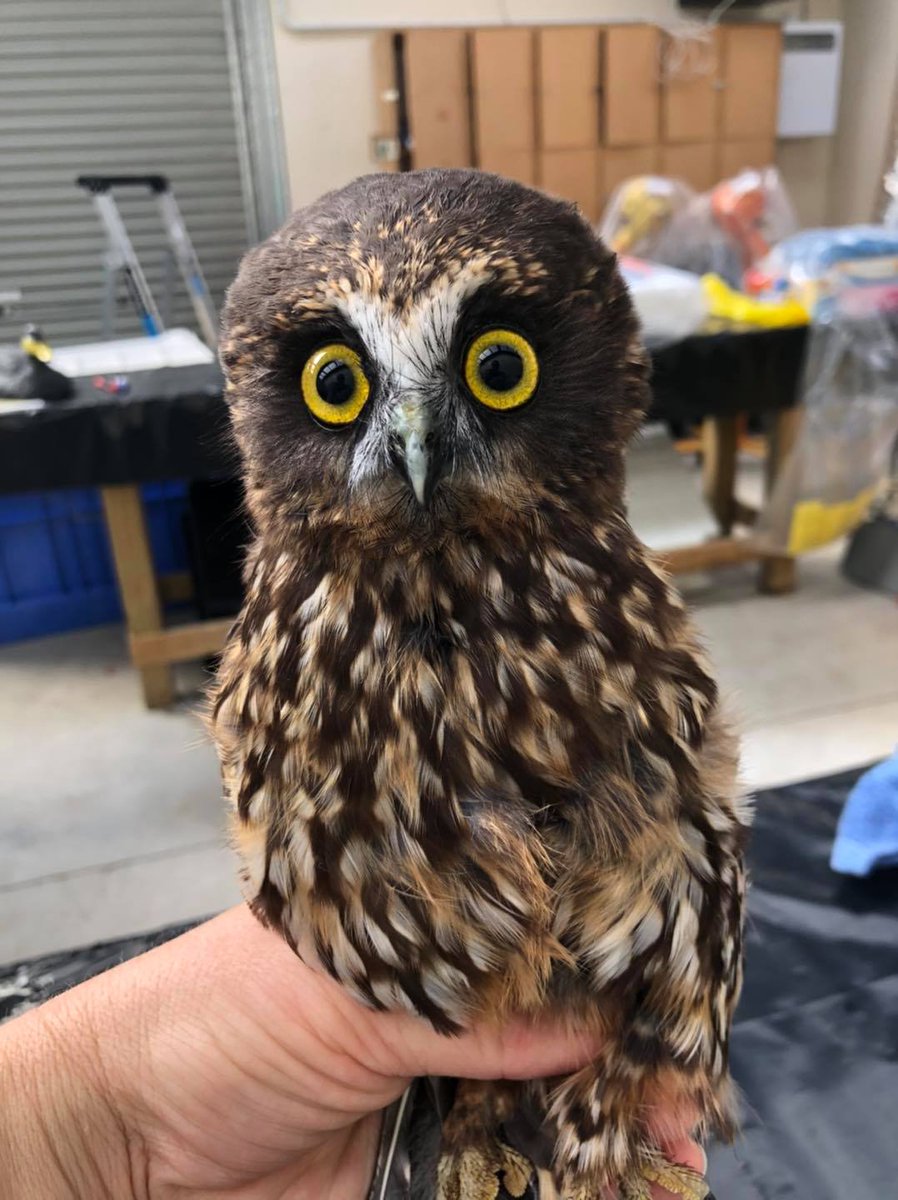 Your Twitter feed needs these photos of a ruru (morepork) getting an antibacterial shampoo & blowdry at Wildbase Recovery Centre. This is why you don't see owls fly in the rain 😂 #NotWaterProof #Morepork #Ruru #BirdWatching