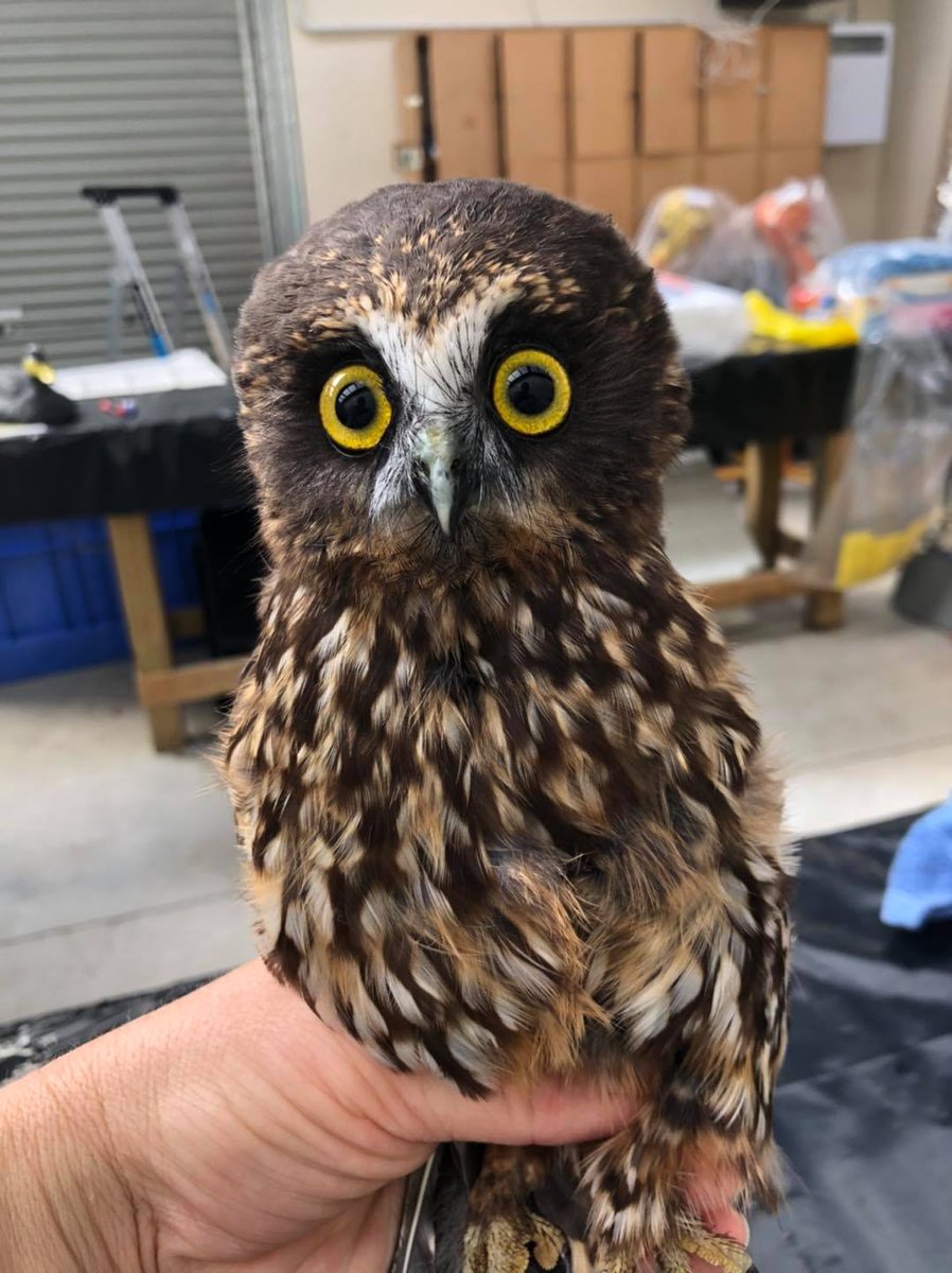 Your Twitter feed needs these photos of a ruru (morepork) getting an antibacterial shampoo &amp; blowdry at Wildbase Recovery Centre. This is why you don't see owls fly in the rain 😂 #NotWaterProof #Morepork #Ruru #BirdWatching