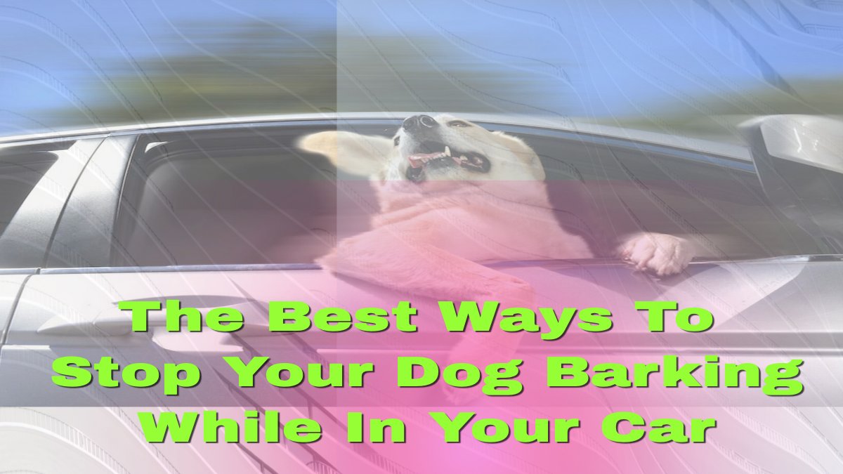 PackLeader01's tweet photo. Barking in the car is a frustrating behavior and one that leaves proprietors at their wit's end not knowing what to do to teach their dogs to unwind and be calm when they are in the car. #DogTraining #DogBehavior https://t.co/2sdZ9HbAot https://t.co/cu7ULBu7p9