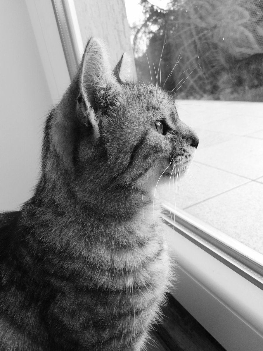 ttraumerinn's tweet photo. Sleep well my little angel 💔 https://t.co/AXvtNgQuQT