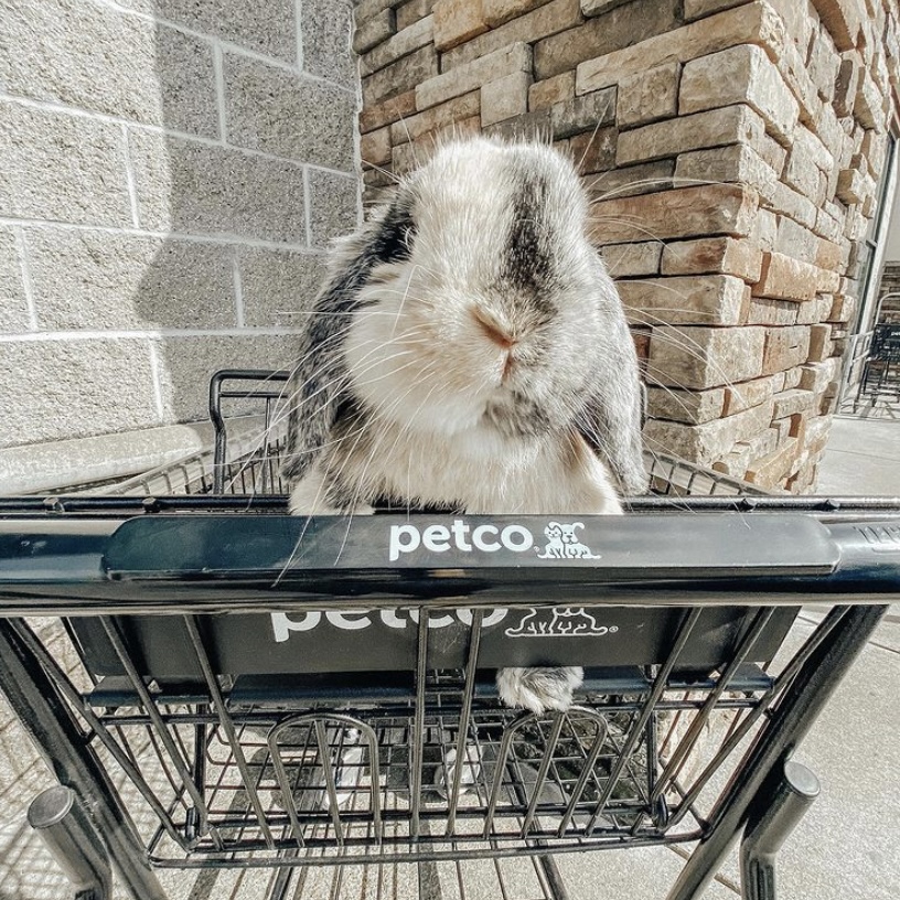 Petco's tweet photo. Hop in. It's time for some retail therapy with Holland the Lop-Eared Bunny. #RideWithPetco https://t.co/5aqJmBmTag
