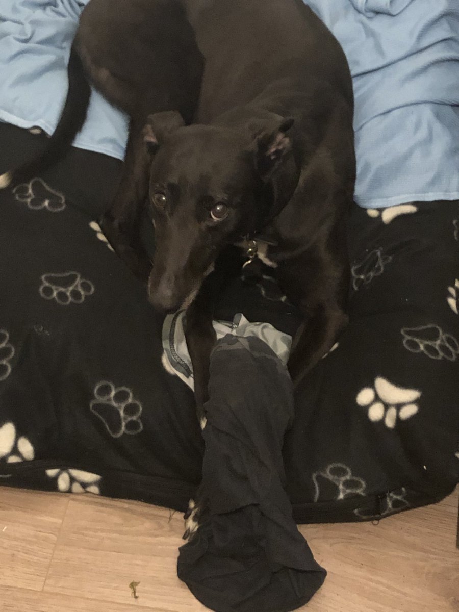 davecarty6's tweet photo. Think I’ve lost my T-shirt lol #greyhound https://t.co/P3lihUMwVM