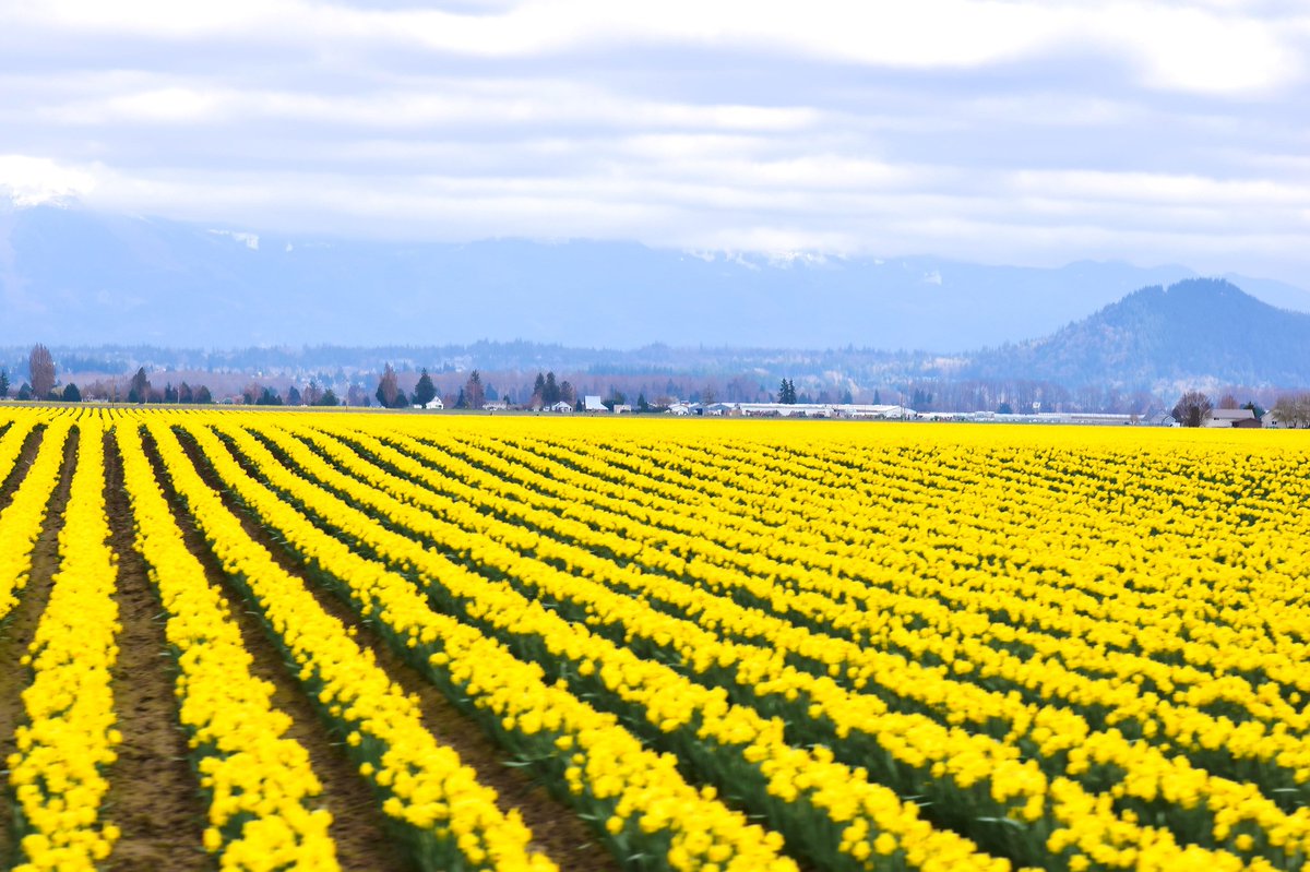 CharlceeDavis's tweet photo. Daffodil fields! https://t.co/VwjS7Ca8AA