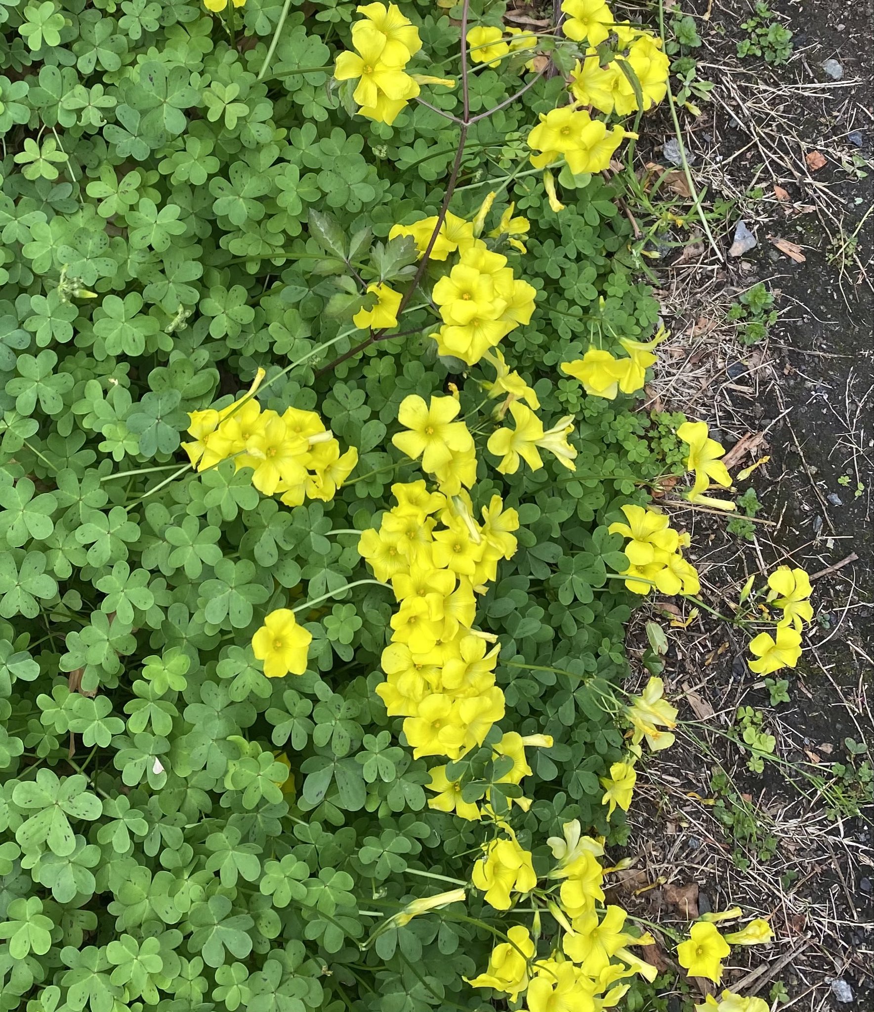 Abcabc 道端の花https T Co Poxrje0duc Twitter