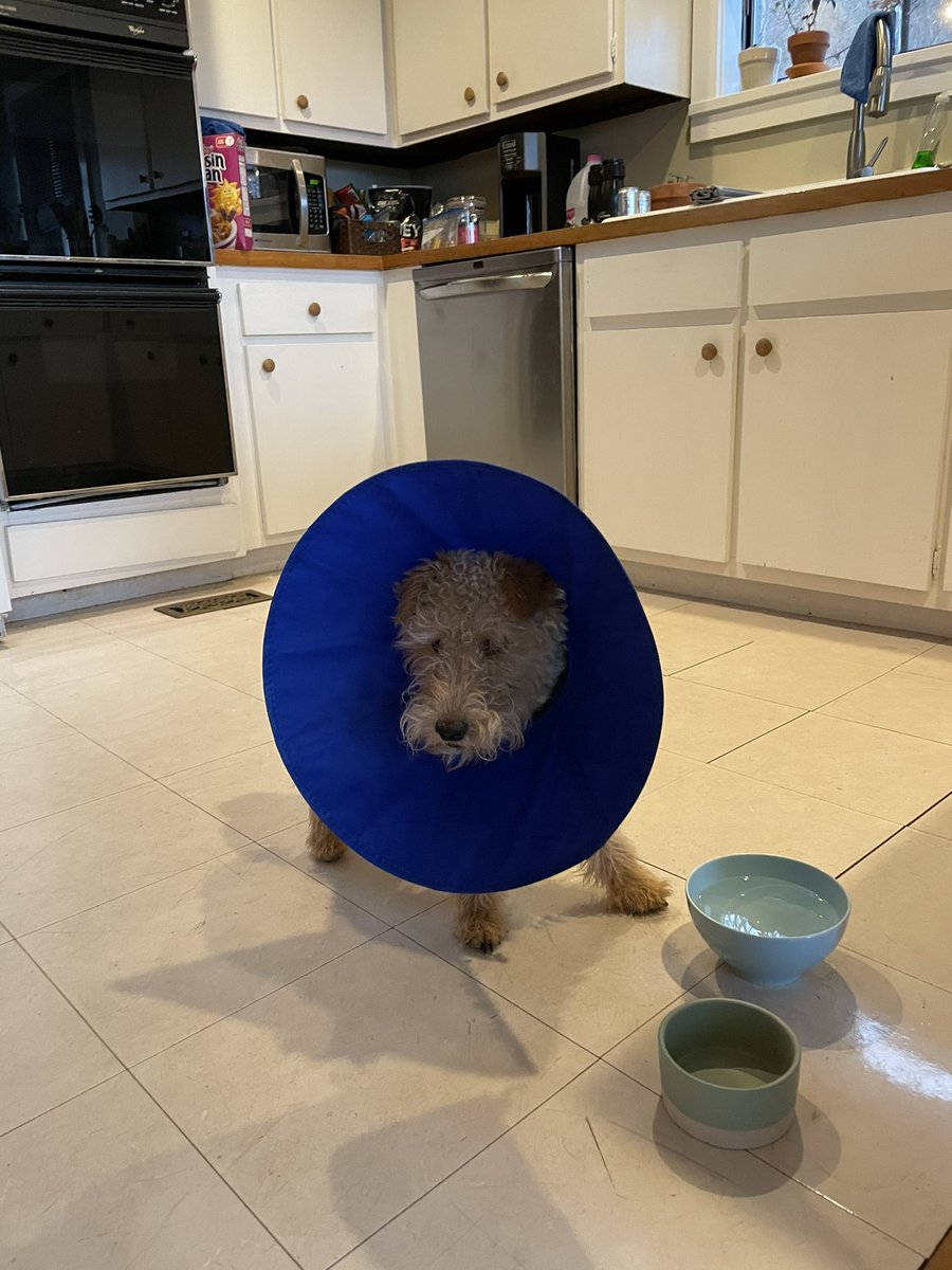 It’s a bad day friends. From here on out I am a Castrati, never to sire puppies.