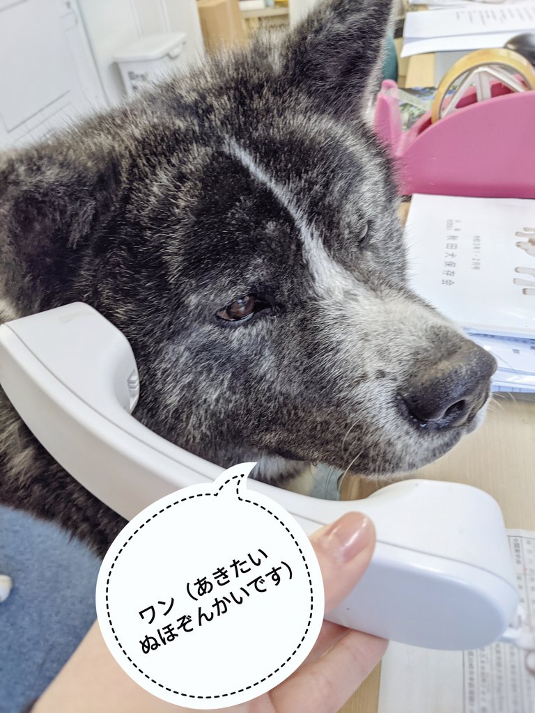 本日はスバルが電話対応いたします エイプリルフール
