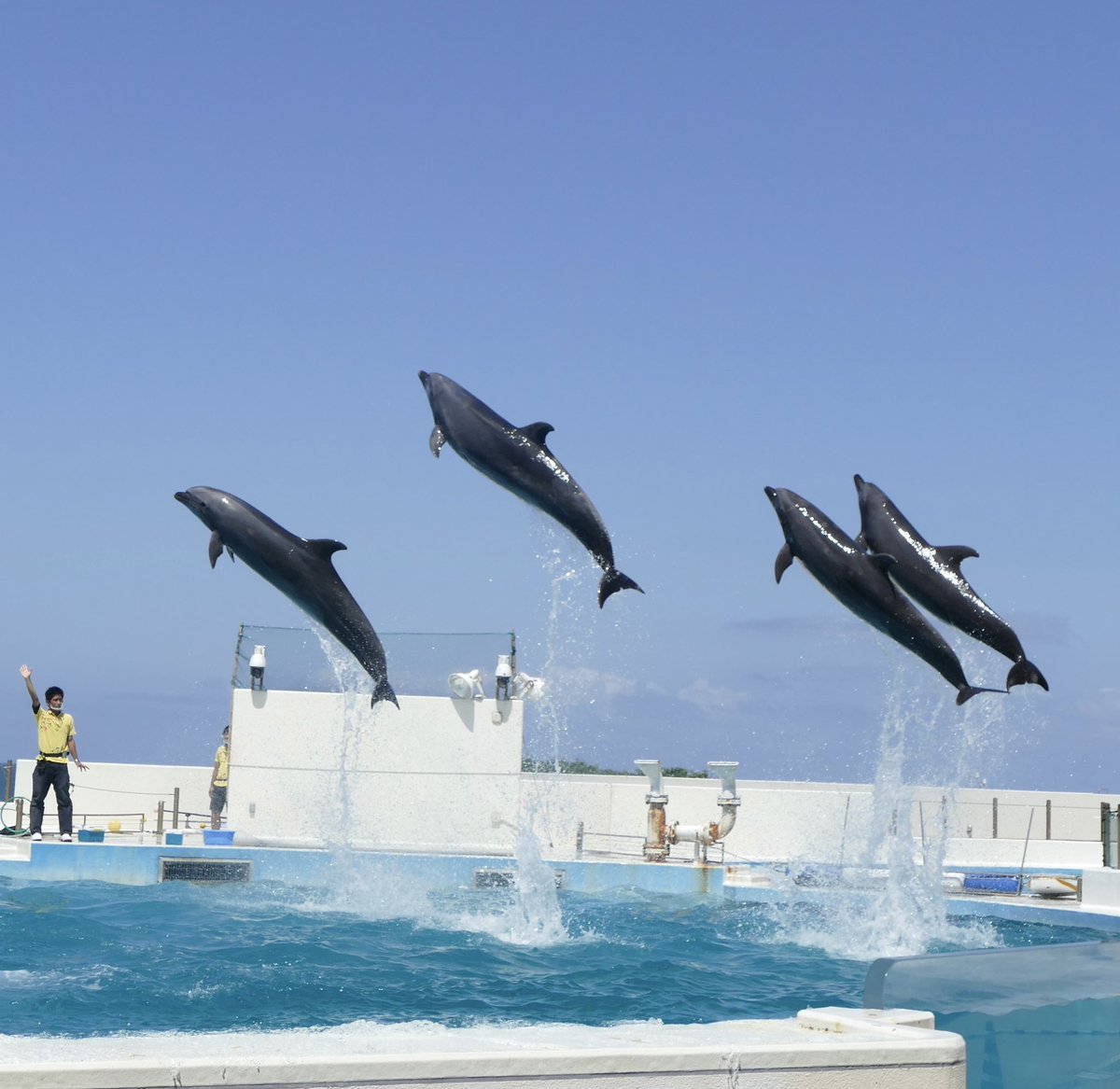 トラベリオ 公式 トラベル おはようございます 4月になり 新たな気持ちになりますね イルカは幸運の使者だそうなので 沖縄の美ら海水族館で活躍しているイルカをどうぞ 上を向いて大きくジャンプです