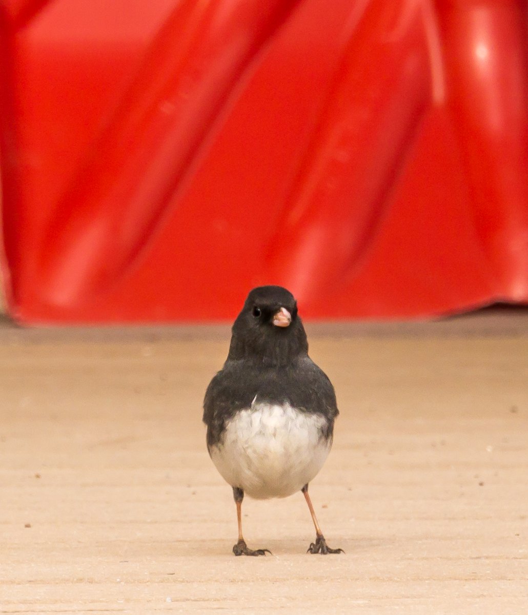 tracygregorash's tweet photo. Ladies and Gentlemen, introducing Jerry, who will perform the junco jig.
#birds #backyardbirds #deckbirds #birdwatching https://t.co/OLz89V5zMu