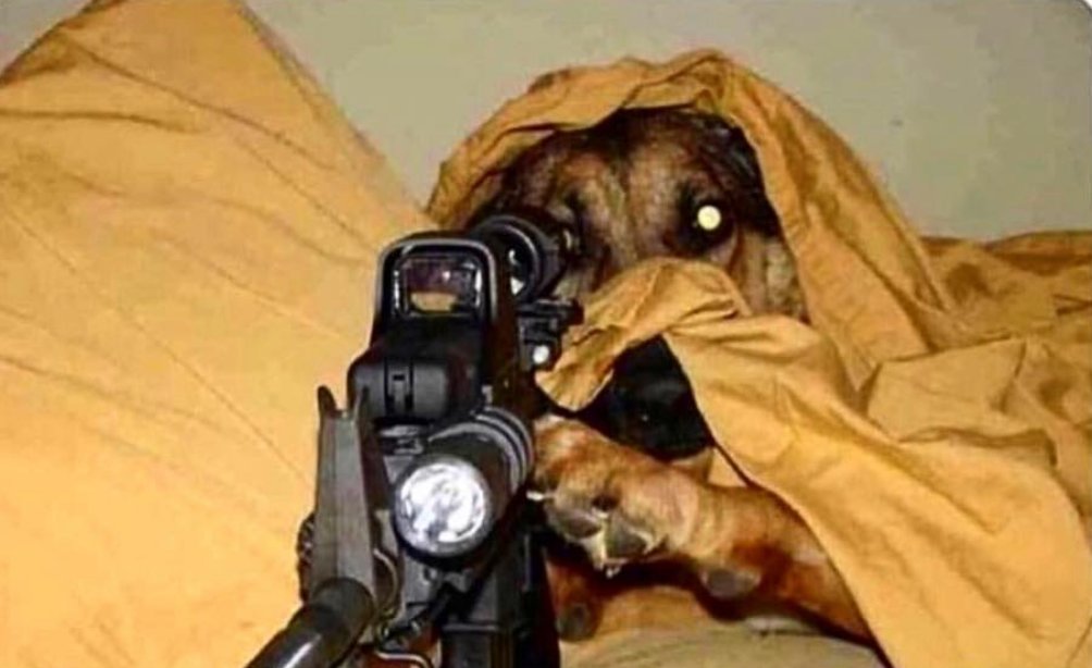 CauseWereGuys's tweet photo. Your dog when someone rings the doorbell https://t.co/hLuRS3hGHu