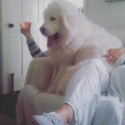 SCCunningham8's tweet photo. Trying not to spill vino. Love this polar bear ๐ Dali ๐ Ginormous Jo in #theginormousseries #childrensbooks WEB https://t.co/Sb6lMpccXN AMAZON https://t.co/XYhS7fL9sr
#pyrenees #dogs #loveanimals #amwriting #kidsbooks #author #authors #authorslife #lovedogs #spillingdrinks https://t.co/5D6vPp95fL