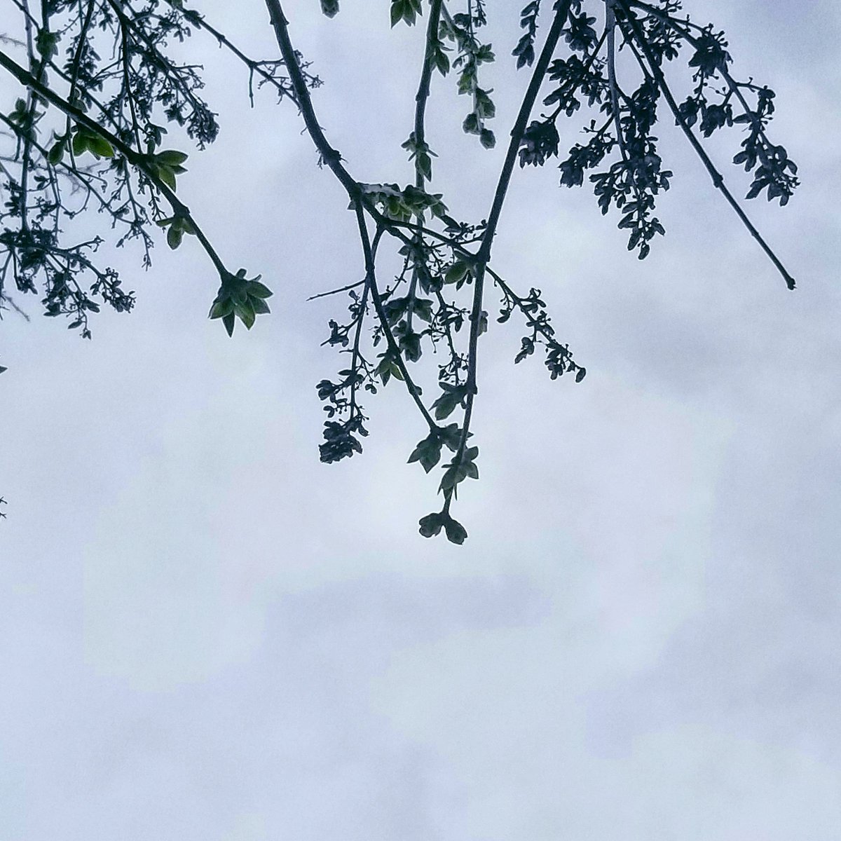 Green buds on tree branches hang overhead in front of a  cloudy, gray sky
