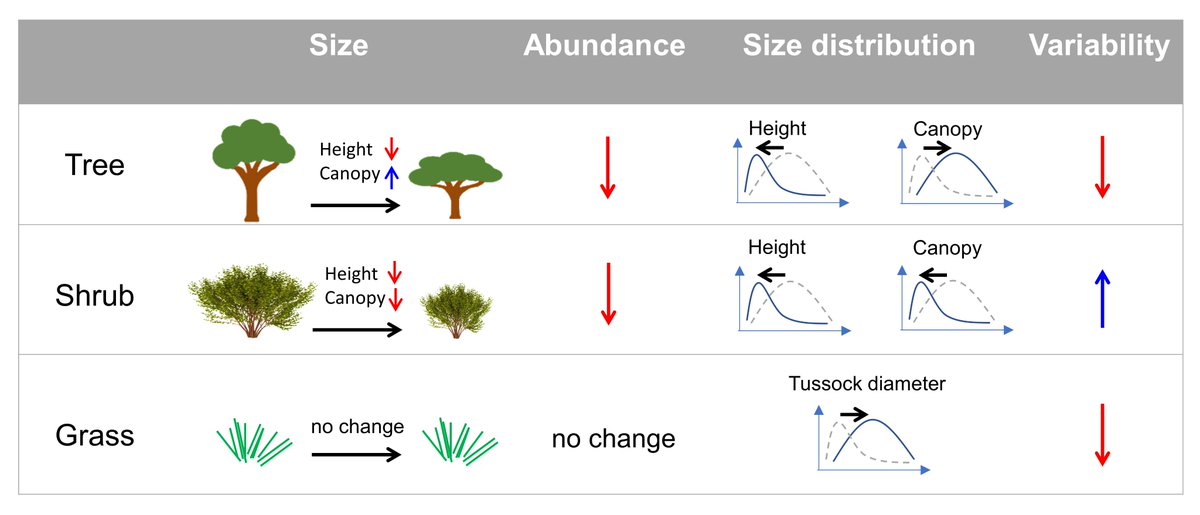 Jingyi_arideco (@jingyiding1) on Twitter photo Have you ever wonder how the whole plant community responds to increasing aridity?🤔 Our <a href="/DJ_Eldridge/">David John Eldridge</a> paper in <a href="/JBiogeography/">Biogeography.News</a> can give you the answer! Tree, shrub and grass community have their own ways to cope with dryness
onlinelibrary.wiley.com/doi/10.1111/jb… Have you ever wonder how the whole plant community responds to increasing aridity?🤔 Our <a href="/DJ_Eldridge/">David John Eldridge</a> paper in <a href="/JBiogeography/">Biogeography.News</a> can give you the answer! Tree, shrub and grass community have their own ways to cope with dryness
onlinelibrary.wiley.com/doi/10.1111/jb…