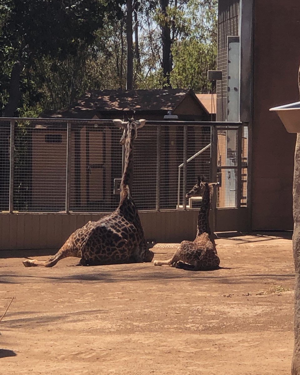 MsReapathy's tweet photo. Spent some time at the zoo today https://t.co/hKL4qHHVkC