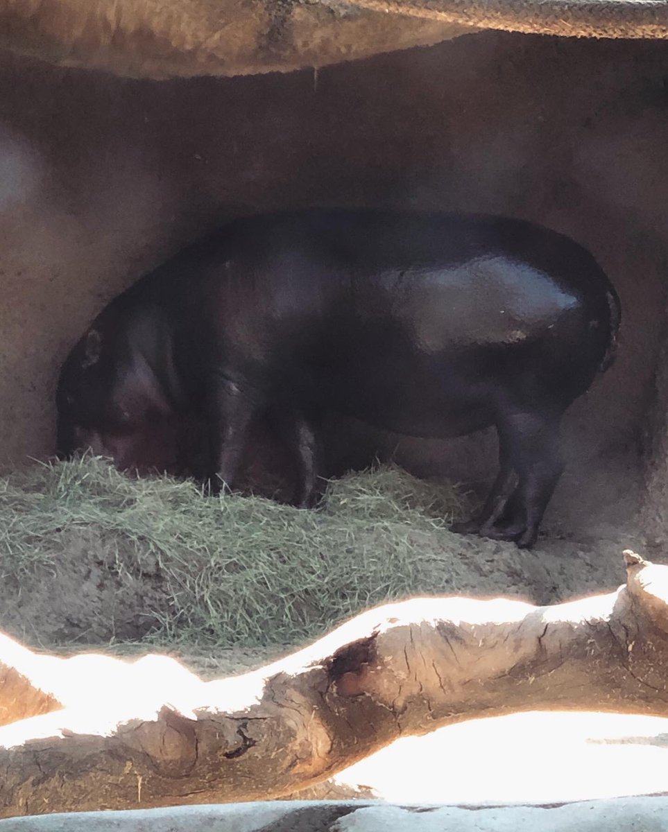 MsReapathy's tweet photo. Spent some time at the zoo today https://t.co/hKL4qHHVkC
