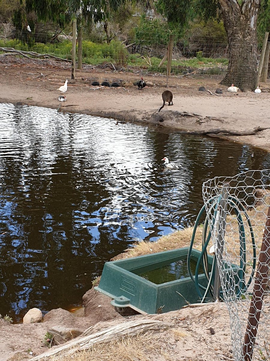 PolymasterGroup's tweet photo. Some small members at the Halls Gap Zoo are enjoying some quiet time around the pond while Polymaster's M Series Trough is keeping them hydrated throughout the day!
#polymasterau #trough #zoo #hallsgapzoo https://t.co/7F2W0NQ5cc