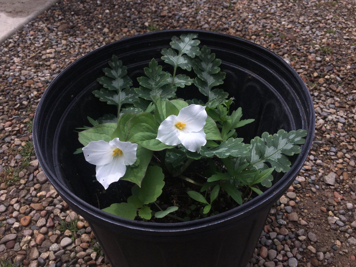 NativeInHarmony's tweet image. Don’t have room for a garden? Why not plant a pollinator pot? Loving this little arrangement of great white trillium and appendaged waterleaf in our greenhouse today.