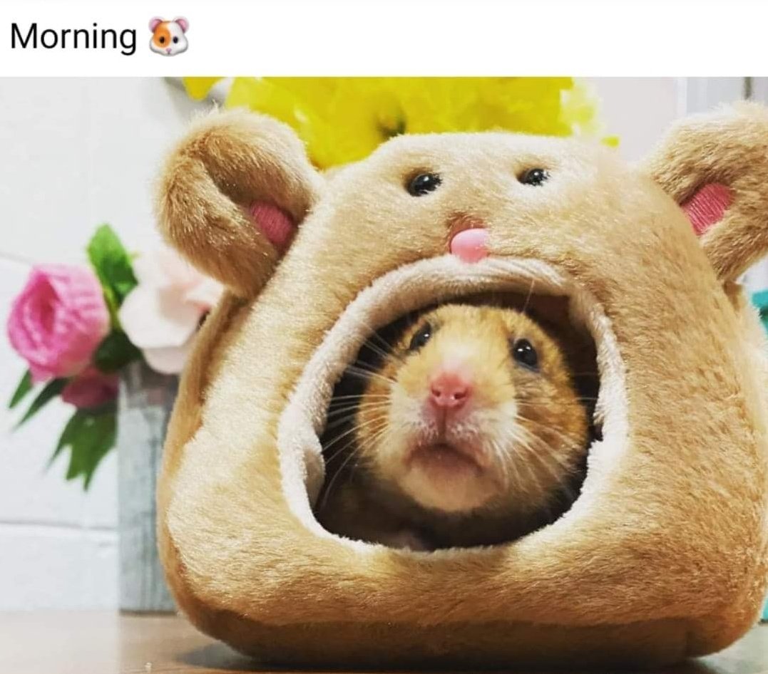 Take2Recycle's tweet photo. Our friend Gizmo at @BristolPW in the adorable bed we sent him.  Cuteness overload! #recyclekindness https://t.co/HNFPify70E