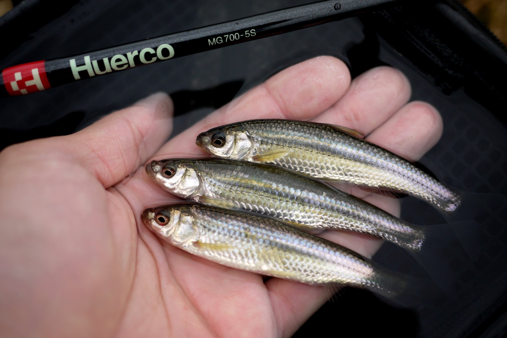 ペスカトーレ中西 琵琶湖 春の風物詩 ホンモロコ釣り Mgでブッコミサビキ 待ってる間はnbでのんびりウキ釣り の筈が Mgにアタリが頻発してnbを振る間も無かった 笑 昨年に比べて 可愛いサイズが多かったかな 季節が進んだらnbメインで遊んでみよ