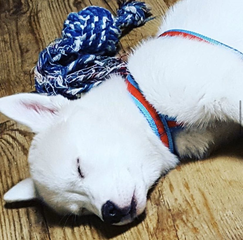 thinkingabtyuri's tweet photo. my time as a gamja thinker has come to an end... π
bye gamja hope u are eating lots of delicious kibble somewhere in busan i hope u get the screentime & lines u deserve one day π
happy april fool's day π§‘
#GAMJA #JOGAMJA #κ°μ #μ‘°κ°μ #μμ΄μ¦ννΈμ€ #IZPETS https://t.co/PJAfXFuCtc