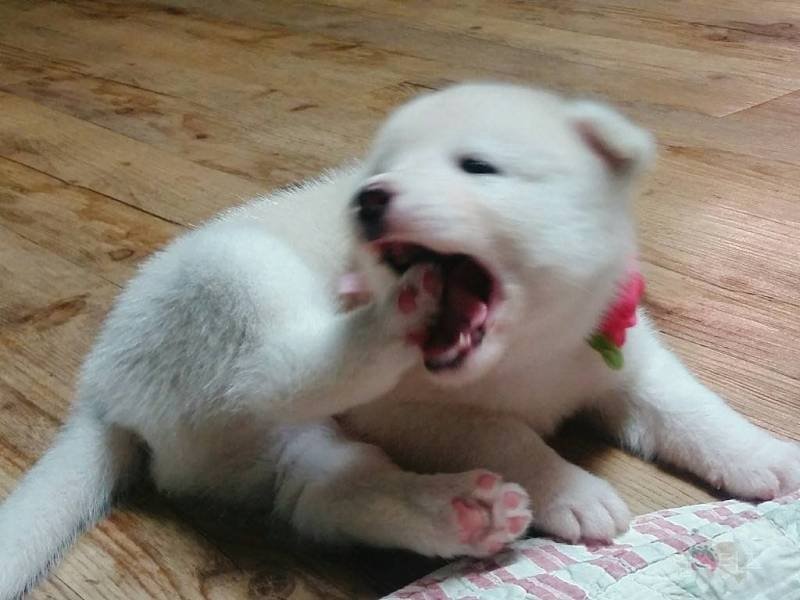 thinkingabtyuri's tweet photo. my time as a gamja thinker has come to an end... π
bye gamja hope u are eating lots of delicious kibble somewhere in busan i hope u get the screentime & lines u deserve one day π
happy april fool's day π§‘
#GAMJA #JOGAMJA #κ°μ #μ‘°κ°μ #μμ΄μ¦ννΈμ€ #IZPETS https://t.co/PJAfXFuCtc