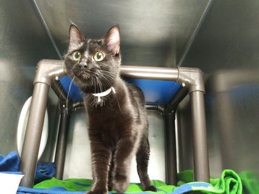 NYCDEATHROWCATS's tweet image. **RETURN** Honorable Fluff is a 1 year old girl who was returned to the shelter by her owner with hematuria and other possible urinary issues. She will need follow up vet care. Fluff is hoping to meet a new best friend at BACC. facebook.com/NYCDEATHROWCAT…