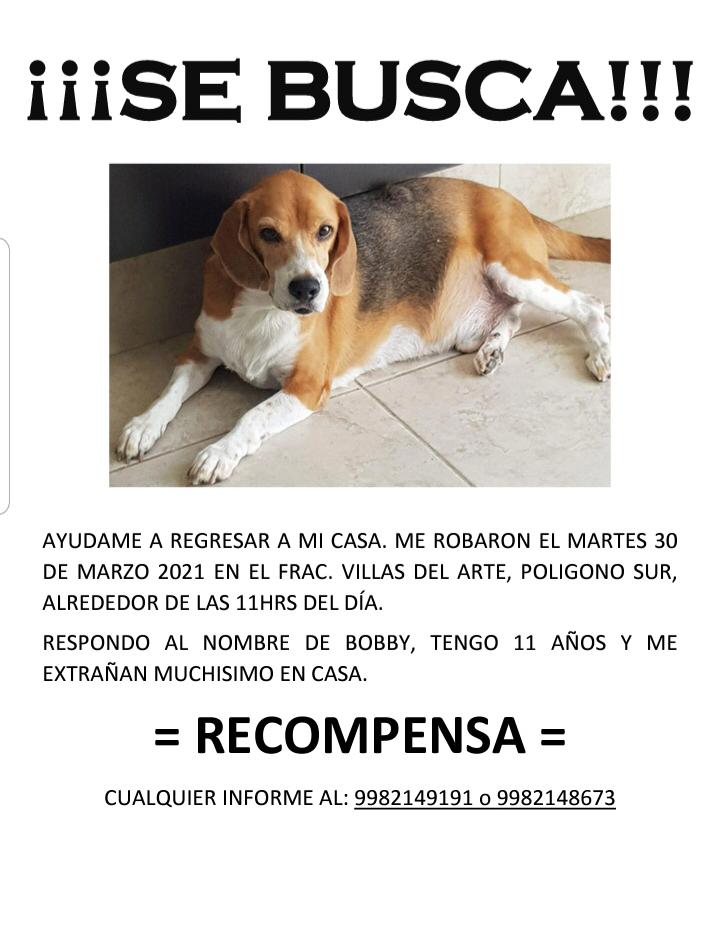 Tierradanimales's tweet photo. #SosCANino #BusCanDOG
Ayuda a #Bobby a regresar a casa
#Cancun https://t.co/R6F6MzfhIB