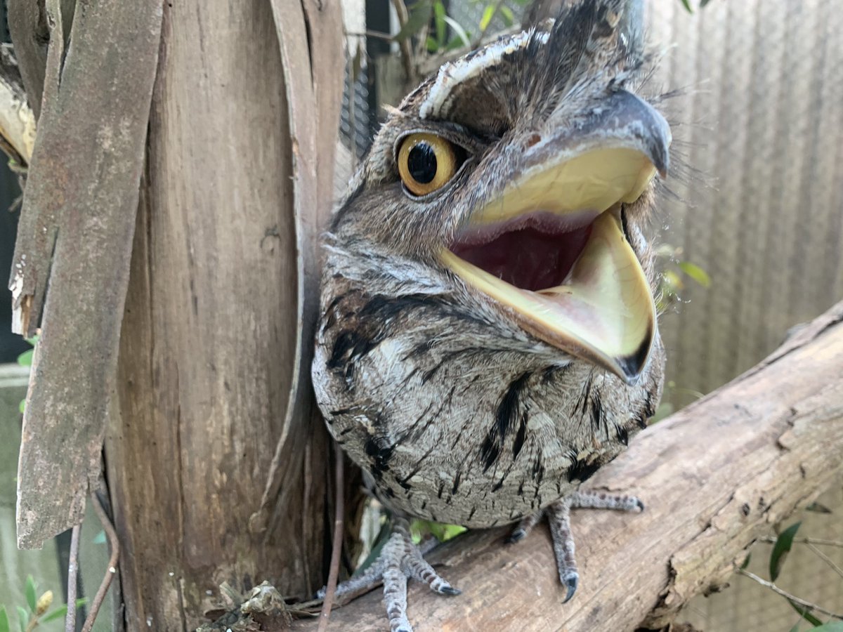 公式 キャンベルタウン野鳥の森 今日からtwitter始動です 最初はやっぱりこの鳥から キャンベルタウン野鳥の森 オーストラリアガマグチヨタカ Twitter始めました