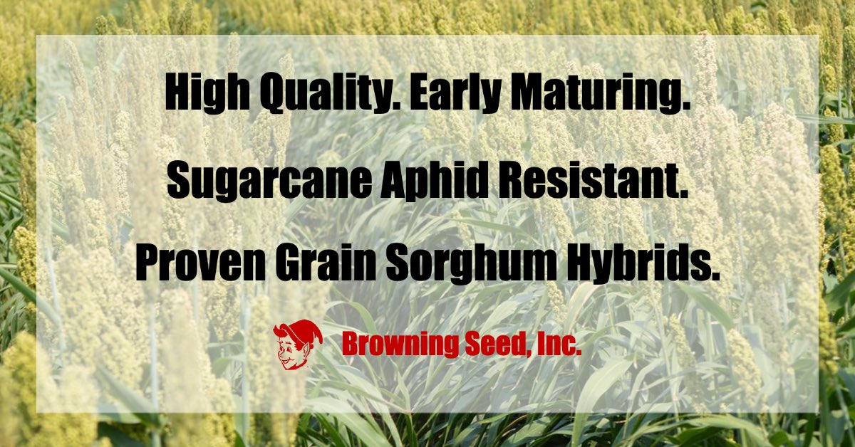 BrowningSeed's tweet photo. With Spring Planting season right around the corner, consider planting #BrownieBrand Hybrid Grain Sorghum! We have the right hybrids that are sure to fit any operation, big or small! #Plant21 #Sorghum #GrainSorghum https://t.co/01RLVHdLEe