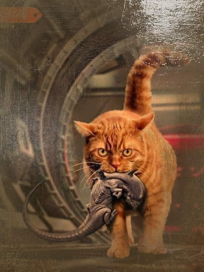 HOWLSEIYA ♑⚇⚉☥♾ (@howlseiya) on Twitter photo 