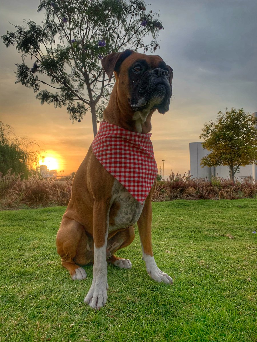 Ivan_ASanchez's tweet photo. Rocco siendo Rocco 🐾 https://t.co/Wu794PilpR