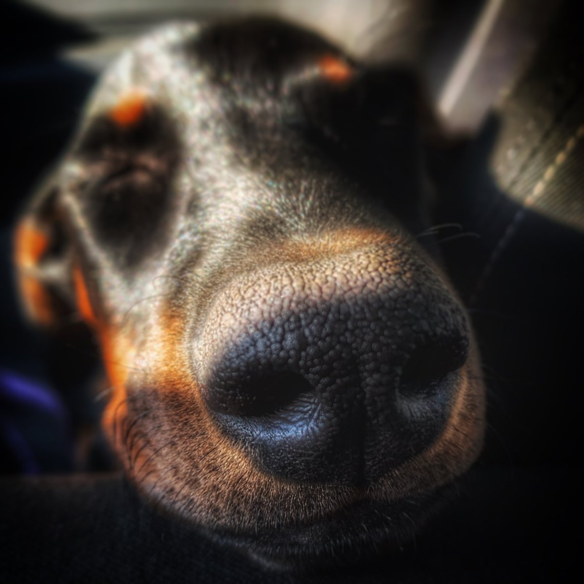 Ivan_ASanchez's tweet photo. Luka #doberman https://t.co/hkmVioLFav