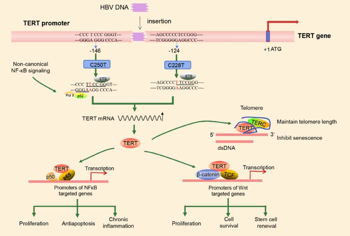 HepatomaRes's tweet photo. #Telomerase #reverse #transcriptase #mutations #HCC #HBV Telomerase reverse transcriptase promoter mutations in hepatocellular carcinogenesis: https://t.co/AMSPQ5yukV. @AmirSariaslan @fireflyann @JoseDebesMD @funstocks1 @Teclis82 @Zhu_Lab @JormaJyrkkanen Welcome to read and share https://t.co/Ky8H9FGtsF