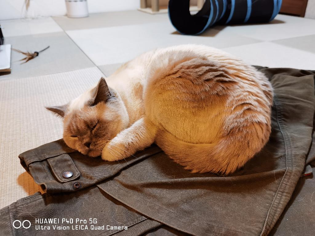 HUAWEI_Japan_PR's tweet image. 今日から新年度🌞これからもどうぞよろしくお願いいたします=^_^=

ウルトラビジョンLeica AIクアッドカメラ搭載、HUAWEI P40 Pro 5Gで撮影🐱
#猫 #HUAWEI #P40Pro
#四月一日 #新年度スタート 

こんな写真が撮りたい方はこちらを✅
consumer.huawei.com/jp/phones/p40-…