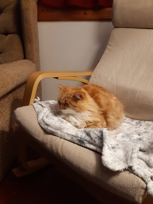PostYourPets tweet picture