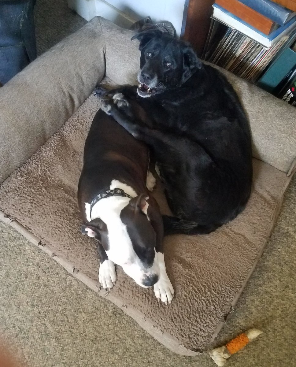 GandgTheater's tweet photo. They have 3 beds and now all of a sudden they both have to sleep on this one. Oy, I don't need this nonsense. #BattleOfTheBeds https://t.co/0h6T3t4A9M