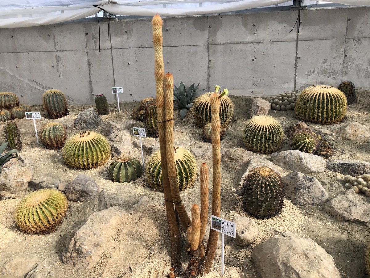 サボテン 情報金玉兎 キンギョクト 面白い形の花が咲いています 逢瀬公園 緑化センター 福島県都市公園 緑化協会 21 04 01 動画あり 逢瀬公園 緑化センター ぐるっと郡山