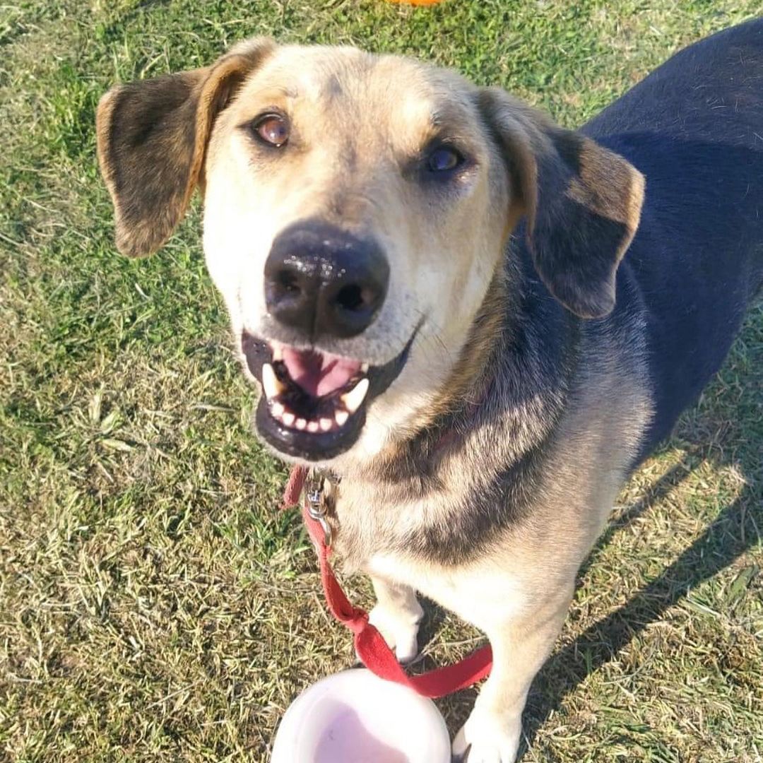 elcampito's tweet photo. Lupe, Kiara y Renata llegaron muy bebitas.
Se recuperaron, crecieron y se transformaron en perras hermosas. Renata y Lupe se fueron en adopción, Kiara todavía espera.
Si podés darle la oportunidad que tanto desea a la última hermanita escribinos▶️ adoptantesdelcampito@gmail.com❤ https://t.co/YLd1CUz5iR