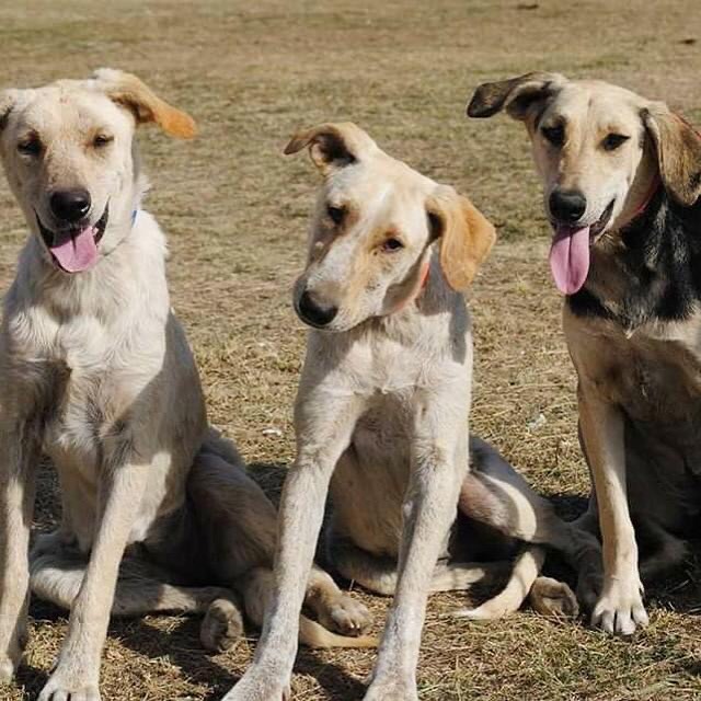 elcampito's tweet photo. Lupe, Kiara y Renata llegaron muy bebitas.
Se recuperaron, crecieron y se transformaron en perras hermosas. Renata y Lupe se fueron en adopción, Kiara todavía espera.
Si podés darle la oportunidad que tanto desea a la última hermanita escribinos▶️ adoptantesdelcampito@gmail.com❤ https://t.co/YLd1CUz5iR
