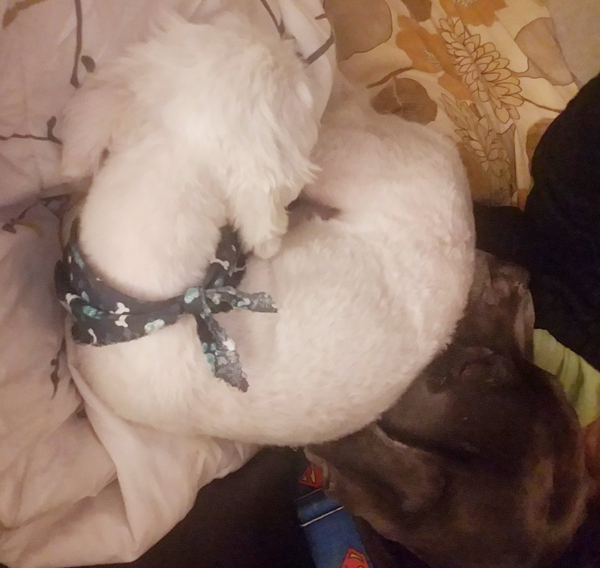 I should be writing, but these two on my lap are so snuggly...
What's your procrastination excuse?
#dogs #procrastination #writerslife #pitbull #shihtzu #maltese #cozy