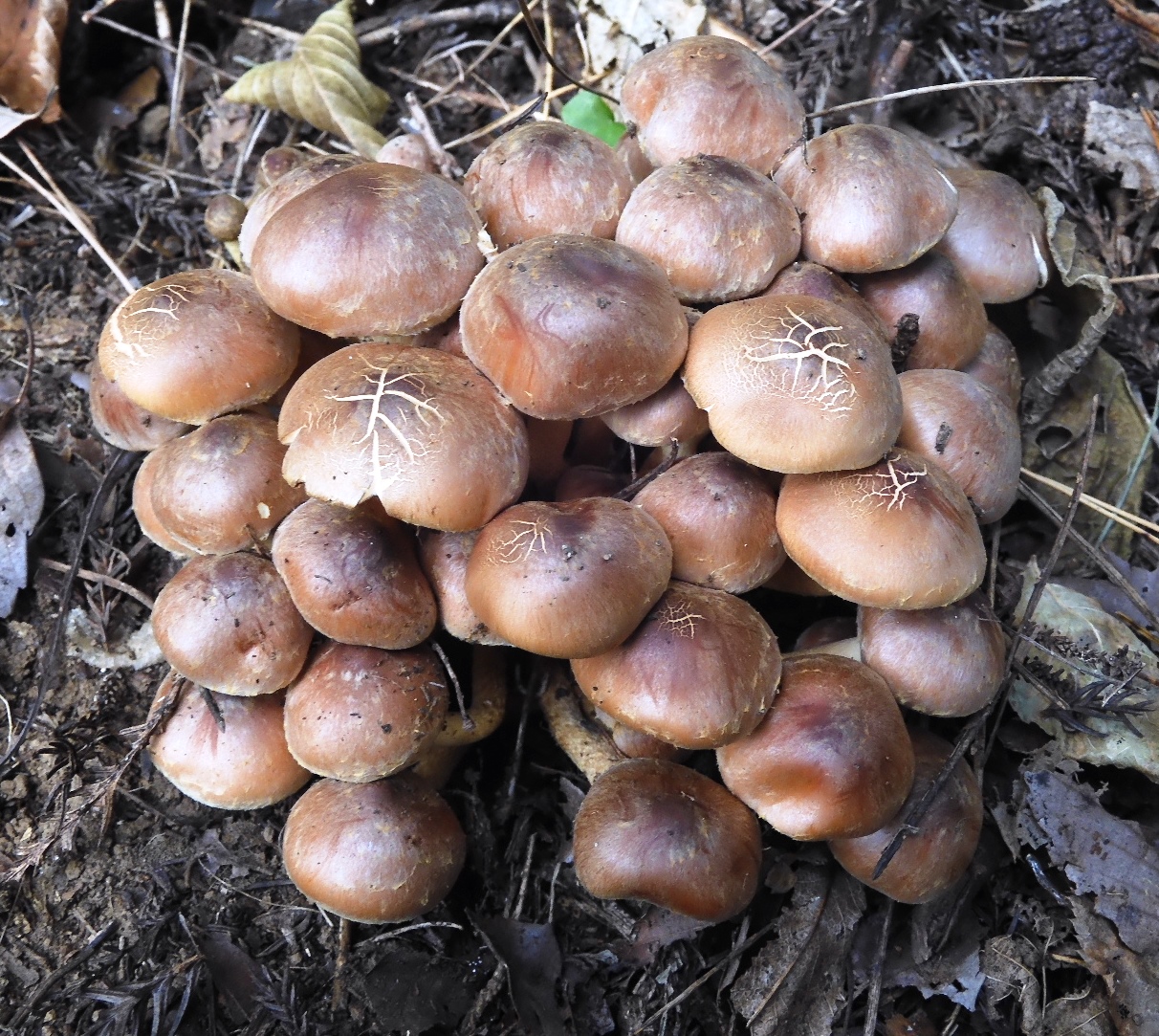楸原 るー クリタケモドキ アカマツの切り株の根元に生えていました クリタケモドキは針葉樹に生えるキノコです 楸原 るー クリタケモドキ アカマツの切り株の根元に生えていました クリタケモドキは針葉樹に生えるキノコです